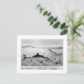 Fish Lizards Art Postcard Postkarte (Stehend Vorderseite)
