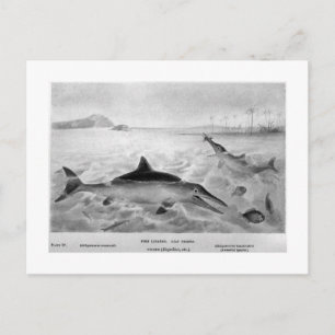 Fish Lizards Art Postcard Postkarte
