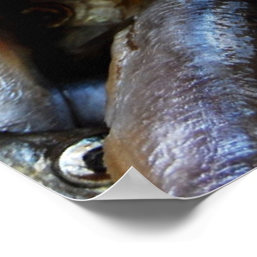 Fish nah-up poster (Ecke)