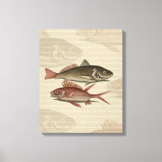 Fish Red Perch Fisherman Art Leinwanddruck (Vorderseite)