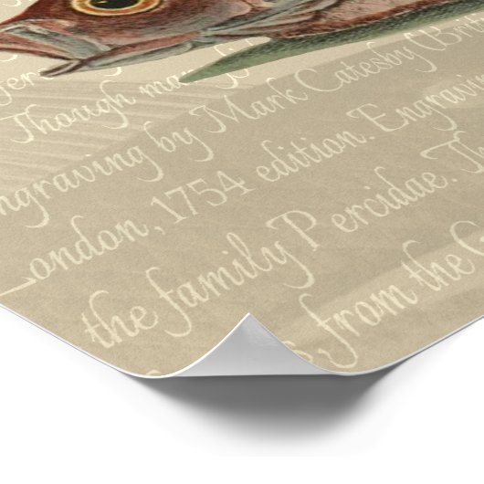 Fish Red Perch Fisherman Art Poster (Ecke)