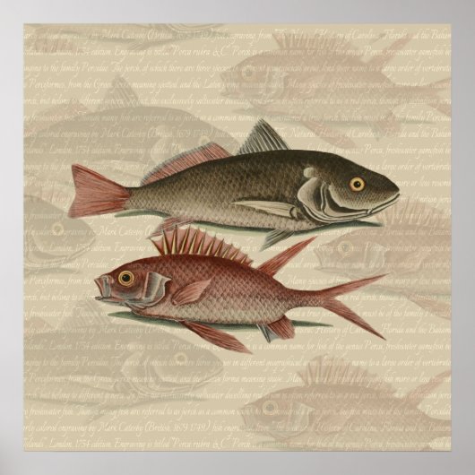 Fish Red Perch Fisherman Art Poster (Vorne)