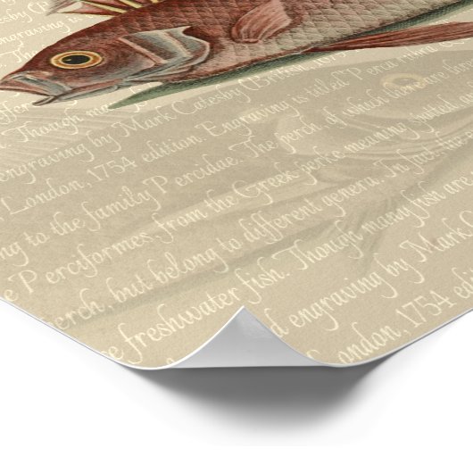 Fish Red Perch Fisherman Art Poster (Ecke)
