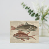 Fish Red Perch Fisherman Art Postkarte (Stehend Vorderseite)