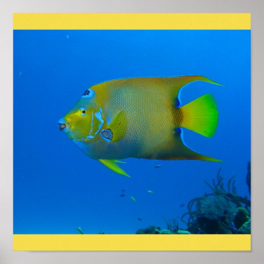 Fish Swim Zuhause Fins Personalize Destiny's Poster (Vorne)
