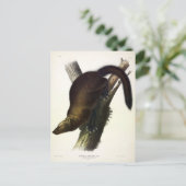 Fisher (Pennant's Marten oder Cat Fisher) von Audu Postkarte (Stehend Vorderseite)