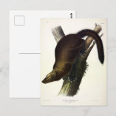 Fisher (Pennant's Marten oder Cat Fisher) von Audu Postkarte (Vorne/Hinten)