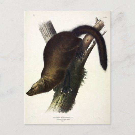 Fisher (Pennant's Marten oder Cat Fisher) von Audu Postkarte (Vorderseite)