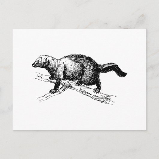 Fisher Postkarte (Vorderseite)