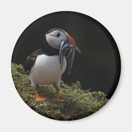 Fisher Puffin Magnet (Vorne)