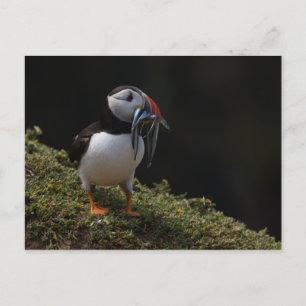 Fisher Puffin Postkarte
