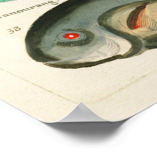 Fishes Poster (Ecke)