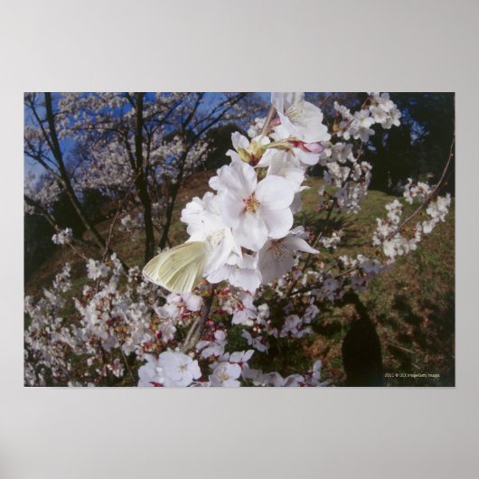 Fisheye Blick auf Butterfly auf Blume Poster (Vorne)