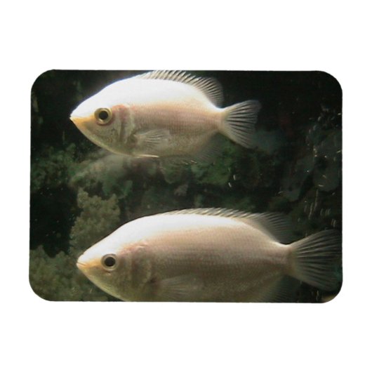 Fishies-Magnet Magnet (Horizontal)
