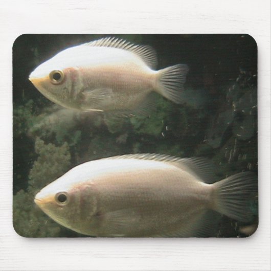 Fishies mousepad (Vorne)