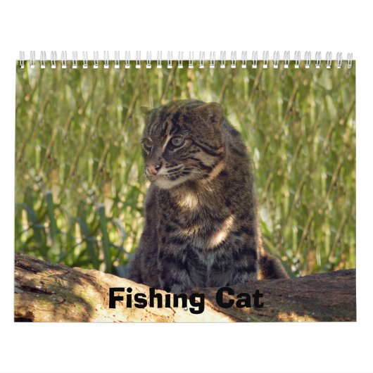 FishingCat008, Katze fischend Kalender (Titelbild)