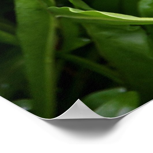 Fishtail Fern Poster (Ecke)