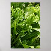 Fishtail Fern Poster (Vorne)