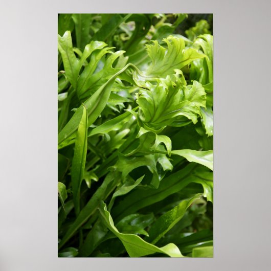 Fishtail Fern Poster (Vorne)