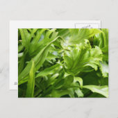 Fishtail Fern Postkarte (Vorne/Hinten)