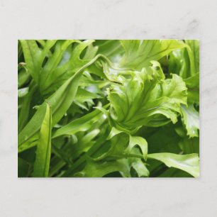Fishtail Fern Postkarte