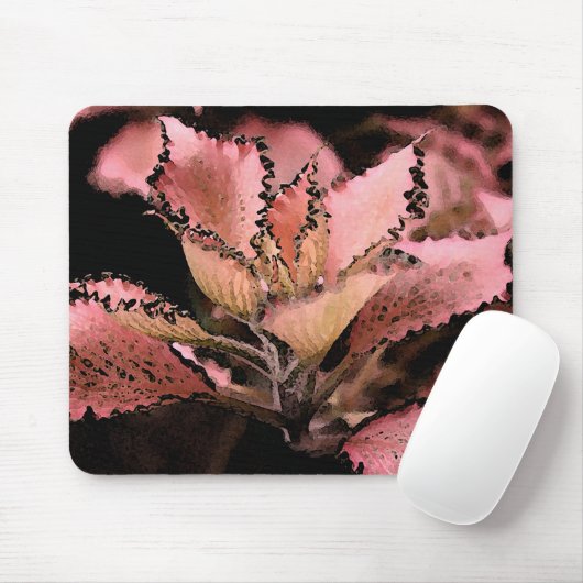 Fittonia argynoneura 'Rosa Star Mousepad (Mit Mouse)