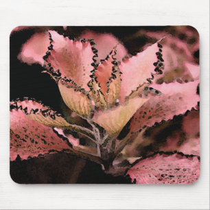Fittonia argynoneura 'Rosa Star Mousepad