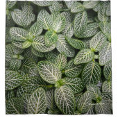 Fittonia Mosaik Pflanze mit verschiedenen Blätter Duschvorhang (Vorderseite)