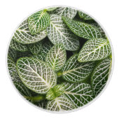 Fittonia Mosaik Pflanze mit verschiedenen Blätter Keramikknauf (Vorderseite)