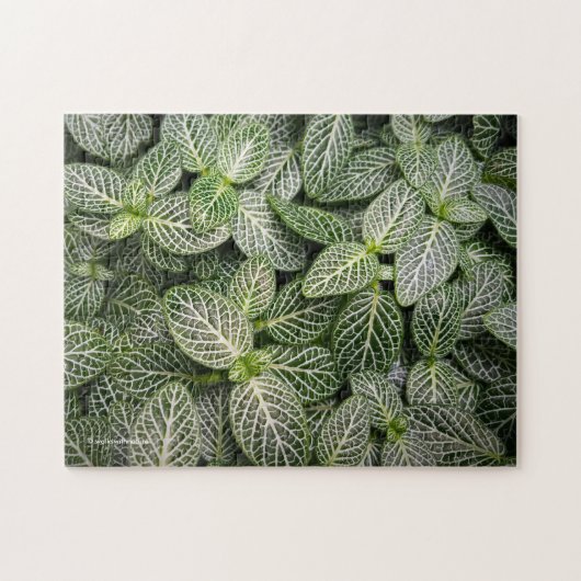 Fittonia Mosaik Pflanze mit verschiedenen Blätter Puzzle (Horizontal)