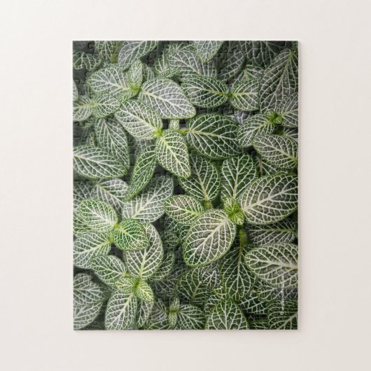 Fittonia Mosaik Pflanze mit verschiedenen Blätter Puzzle (Vertikal)