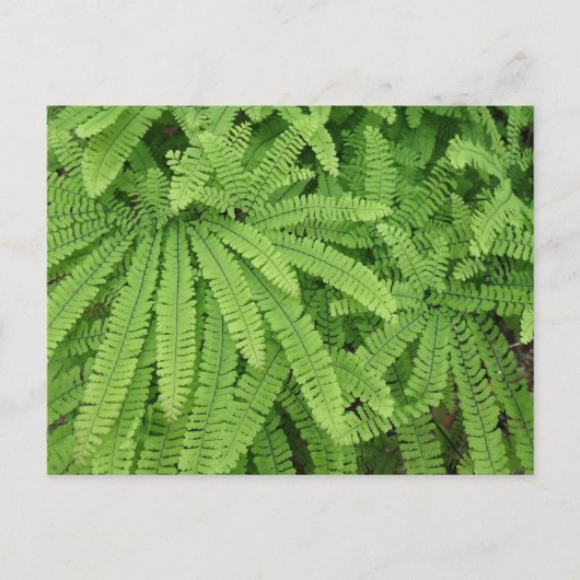 Five Finger Maidenhair Fern Postkarte (Vorderseite)