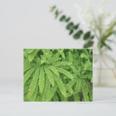 Five Finger Maidenhair Fern Postkarte (Stehend Vorderseite)