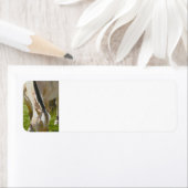 Fjord-Pferdeadressen (Insitu)