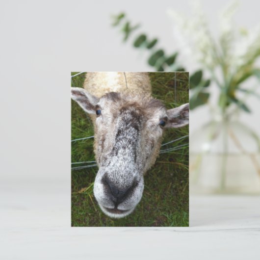 Fjun das Schaf auf der Postkarte (Stehend Vorderseite)