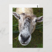 Fjun das Schaf auf der Postkarte (Vorne/Hinten)