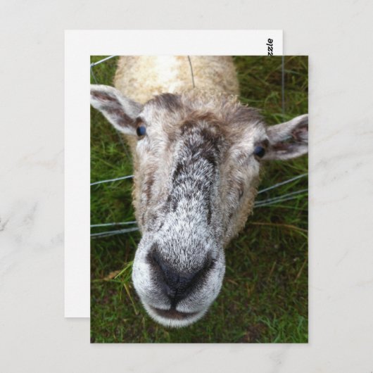 Fjun das Schaf auf der Postkarte (Vorne/Hinten)
