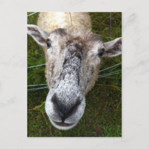 Fjun das Schaf auf der Postkarte