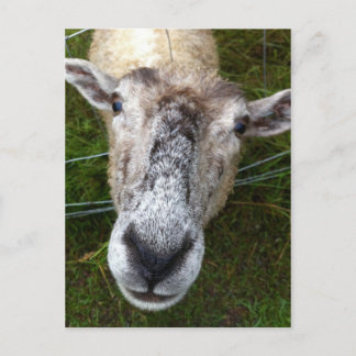 Fjun das Schaf auf der Postkarte