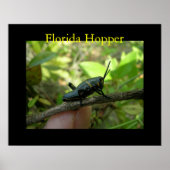 FL Hopper Poster (Vorne)