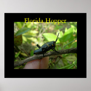 FL Hopper Poster