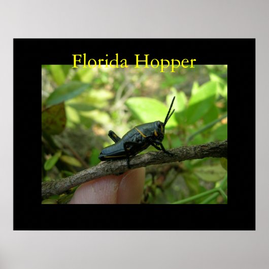 FL Hopper Poster (Vorne)
