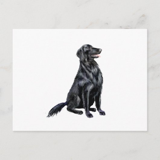 Flachbeschichteter Retriever (B) Postkarte (Vorderseite)