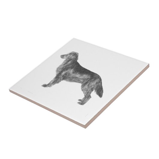 Flachbeschichteter Retriever Fliese (Seite)