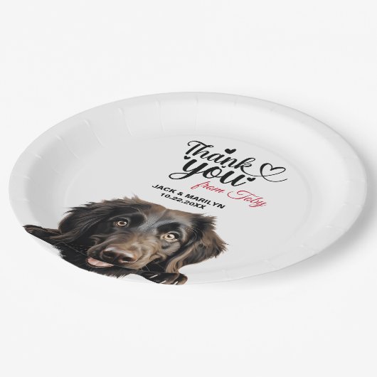 Flachbeschichteter Retriever Pappteller (Schrägansicht)