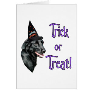 Flachbeschichteter Retriever Trick