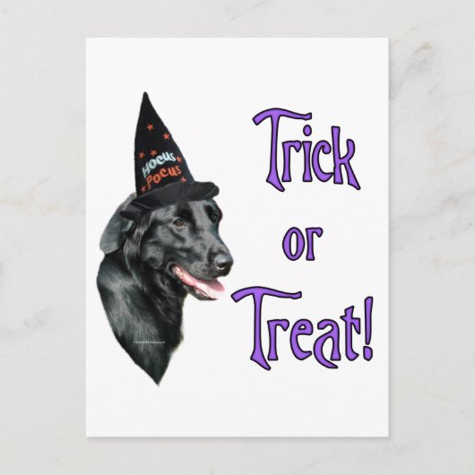 Flachbeschichteter Retriever Trick Postkarte (Vorderseite)
