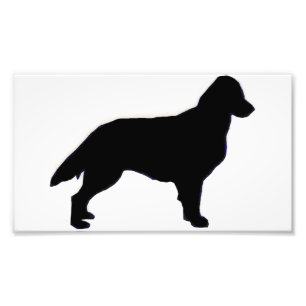Flachbeschichtetes Retriever-Silo Fotodruck