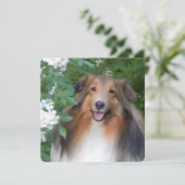 Flachdanke-Karte mit Sheltie Dankeskarte (Stehend Vorderseite)