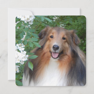 Flachdanke-Karte mit Sheltie Dankeskarte